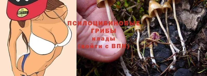 где можно купить   Асино  Галлюциногенные грибы Cubensis 